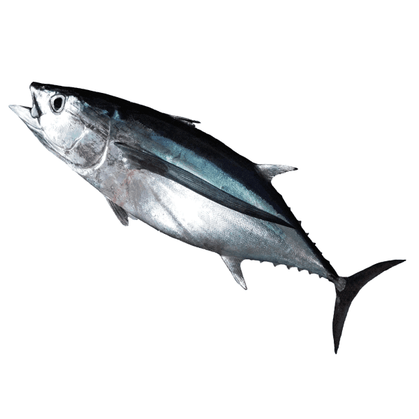 Albacore Tuna 