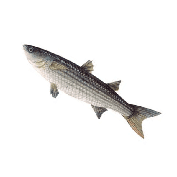 Mullet 
