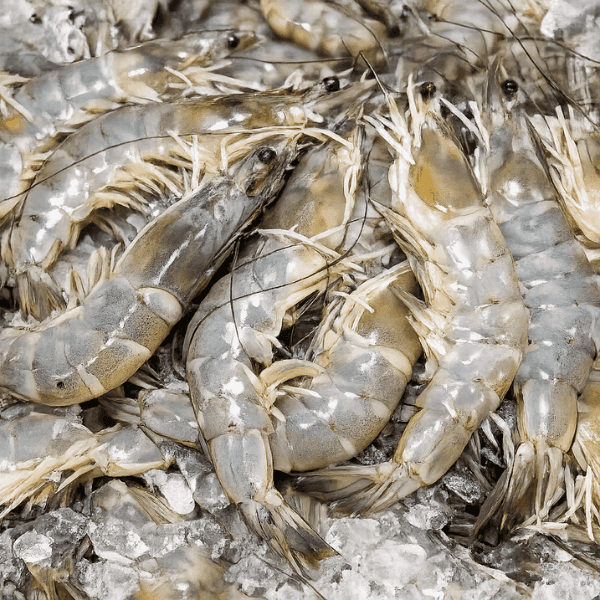Shrimp