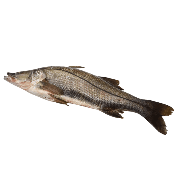 Snook 
